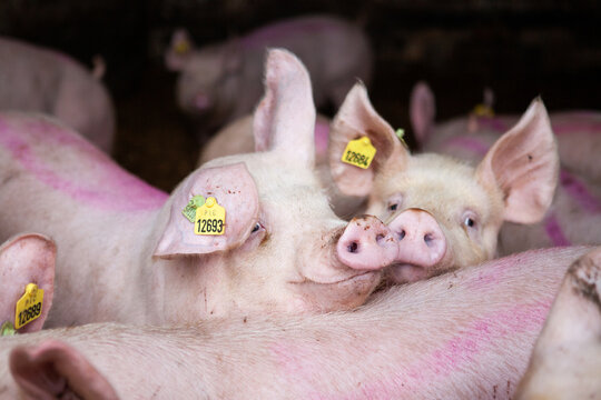 Kuschelnde Schwein
