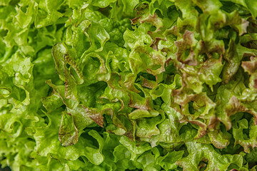 abstract food background of fresh crispy lettuce texture close up