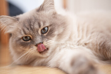 Heilige Birma Katze Zunge