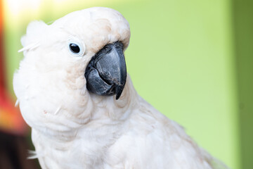 selective focus on white cockatoo which is a rare and endangered animal, blurry background