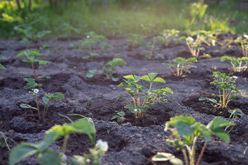 Young organic strawberry plants with flowers in the garden. Close up	