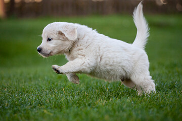 Goldener Retriever Welpe in der Natur