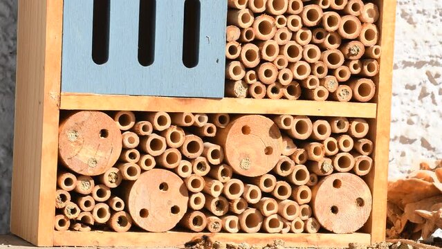  European orchard bees at an insect hotel in spring