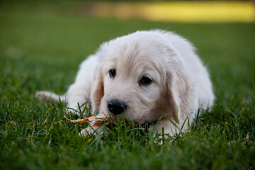 Goldener Retriever Welpe in der Natur