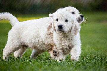 Goldener Retriever Welpe in der Natur