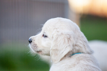 Goldener Retriever Welpe in der Natur