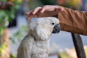 selective focus on white cockatoo which is a rare and endangered animal, blurry background