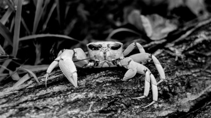 Ghost crab sitting on stump