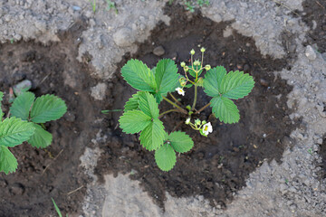 Young organic strawberry plants with flowers in the garden. Top view	