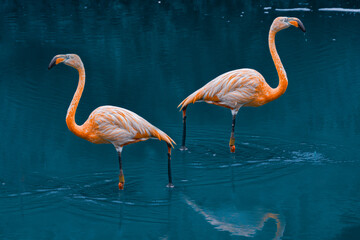 Two Flamingos in a Lake