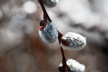 Raindrops on blooming willow buds.Macro.Selective focus. © Natalia