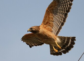 Re Shouldered Hawk in flight