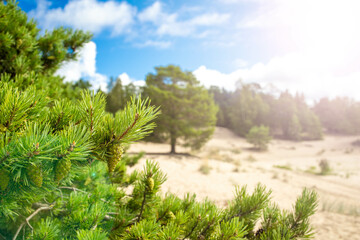 Sunny weather, summer sun pines with white sand.Sand dunes, deciduous and coniferous trees.