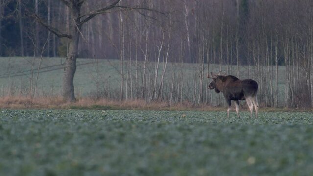 A flock of moose elk feeding on rapeseed field on their knees in evening dusk