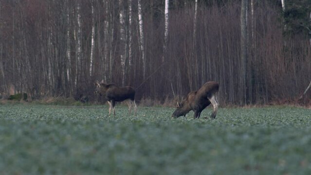 Moose elk feeding on rapeseed field on their knees in evening dusk