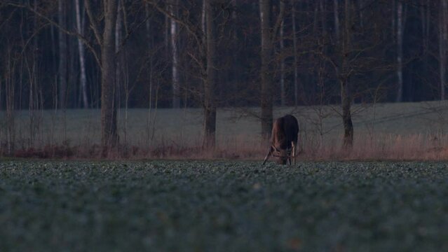 A flock of moose elk feeding on rapeseed field on their knees in evening dusk