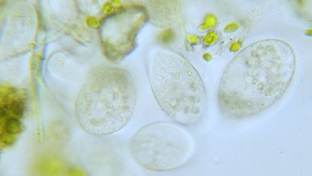 Paramecium high density population in microscope bright filed