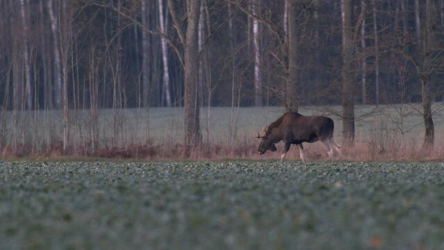 A flock of moose elk feeding on rapeseed field  in evening dusk