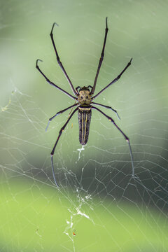 
Close up, banana spider or giant wood spider.