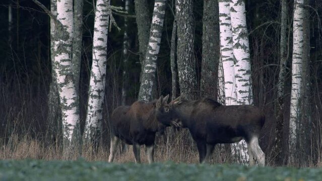 A couple of moose elk feeding on rapeseed field near forest in evening dusk