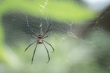 wood spider or banana spider. black from Indonesia