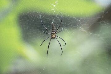 wood spider or banana spider. black from Indonesia