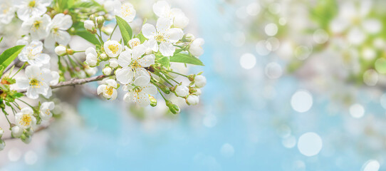 Obraz na płótnie Canvas Spring background of cherry tree blossom on blue sky. Copy space.