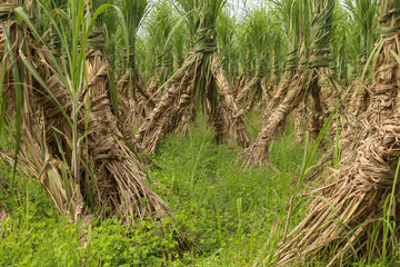 Fototapeta premium Sugarcane field. Row upon row of sugarcane. Delicious sugar is made from sugarcane.