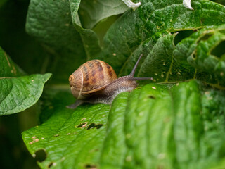 escargot