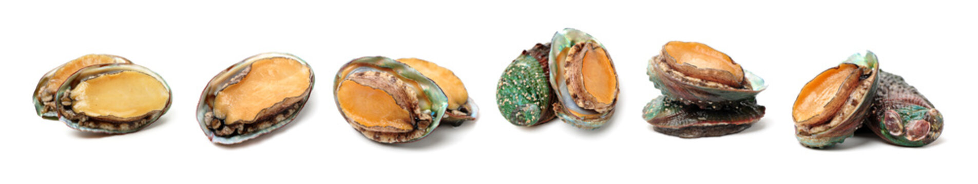 Raw abalones on the white background 