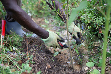 Regenerative Landwirtschaft und Agroforstwirtschaft
