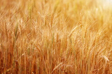 Golden wheat fields. The fully ripe wheat is ready to be harvested. Oats, rye, barley. wheat farming.
