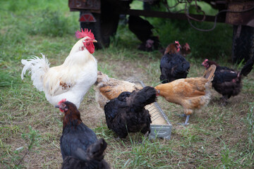 Hahn und Hühner