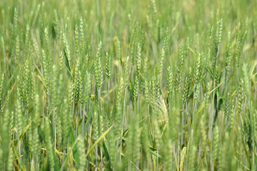 Fototapeta na wymiar Green wheat field. Agriculture farm and farming concept