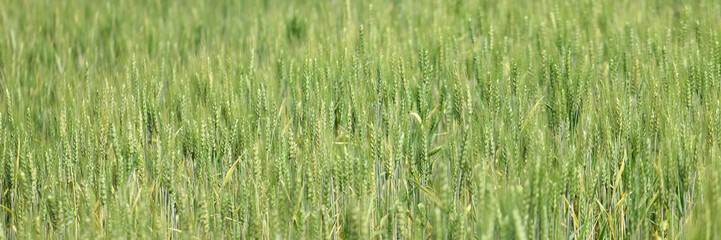 Fototapeta premium Green wheat field. Agriculture farm and farming concept