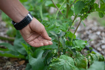 Regenerative Landwirtschaft