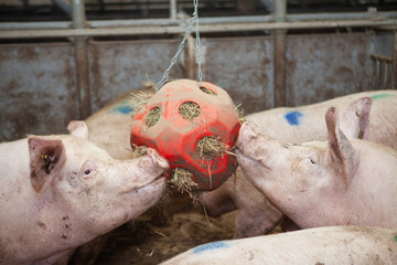 Schweine spielen mit Heuball - obrazy, fototapety, plakaty