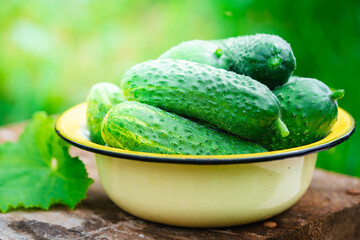 Bowl with fresh small crispy cucumbers over background of a garden. Home growing concept. Copy space.