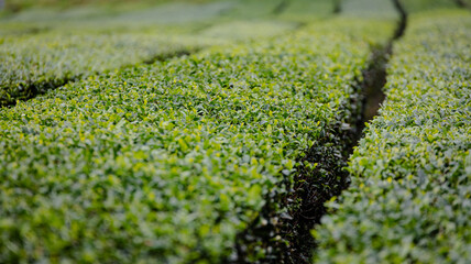 A view of a fresh green tea field