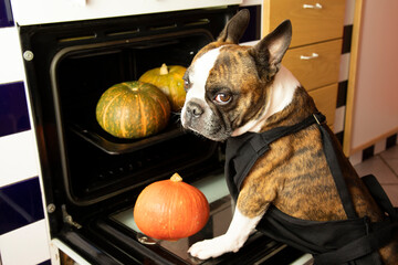 Funny small Boston Terrier cooking pumpkin in the oven. Humorous photography,  dogs acting like humans .