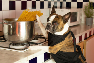 Funny Boston Terrier cooking spaghetti in a large pot in the kitchen. Humorous photography , dogs acting like humans .