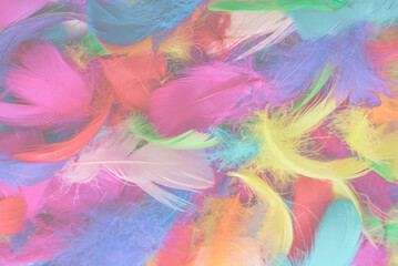 Colorful feather background.