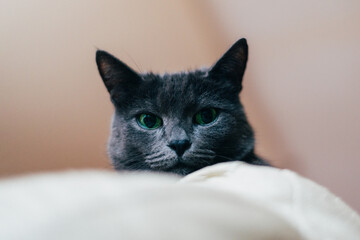 The Russian Blue Cat of slate grey color looks straight at camera from hero shot