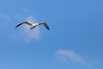 Fototapeta na wymiar alcatraz común o alcatraz atlántico (Morus bassanus) volando sobre un cielo azúl