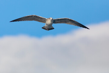 Gaviota sombría (Larus fuscus) volando sobre un cielo azúl con nubes. Diciembre. Tarragona, España, Mar Mediterráneo.