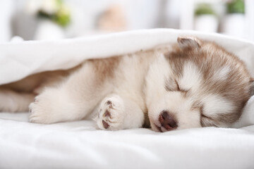 Cute Alaskan malamute puppy sleeping under a blanket in the room