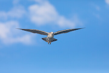 Gaviota sombría (Larus fuscus) volando sobre un cielo azúl con nubes. Diciembre. Tarragona, España, Mar Mediterráneo.