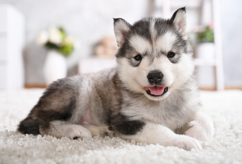 Cute grey Alaskan malamute puppy lying on the carpet in the room