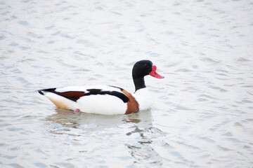 A pretty duck swimming in a lake