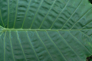 Close up of tropical green big leaf texture. Background.